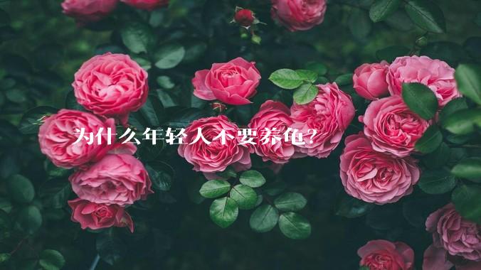 为什么年轻人不要养龟？